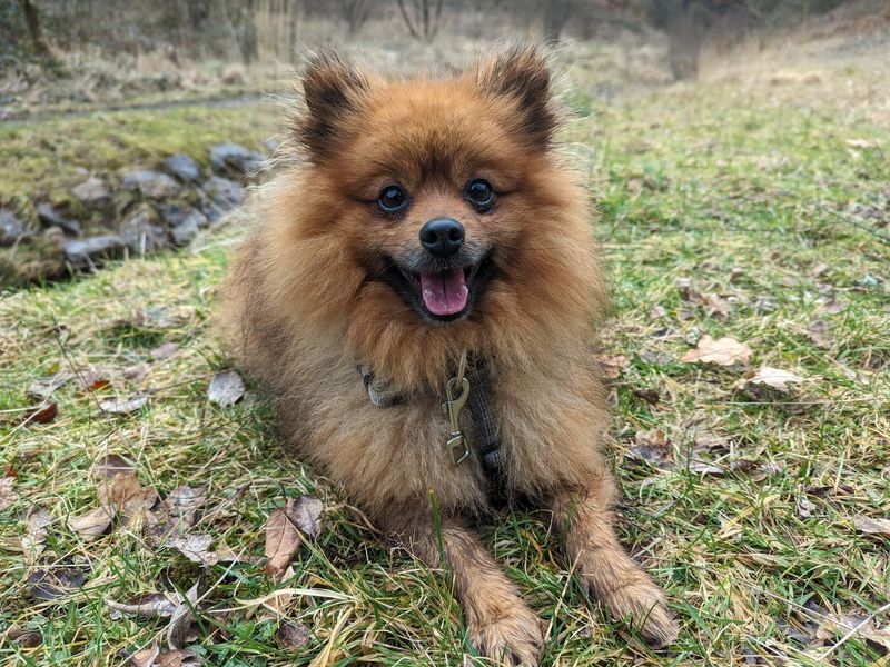 Riley | Pomeranian | Cardiff - 1