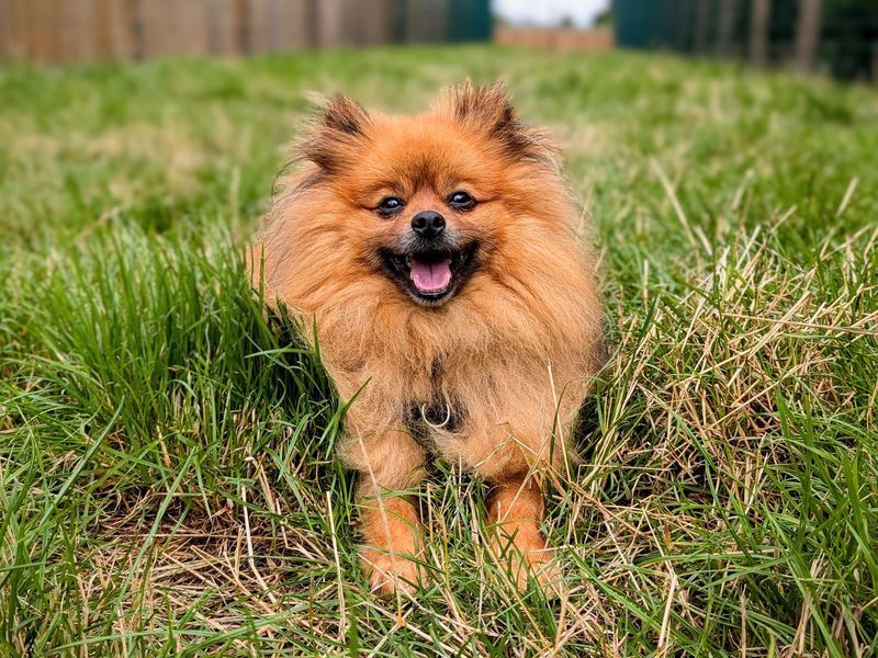 Pomeranian Puppies for sale