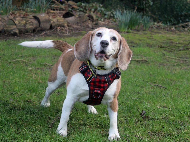 Juno | Beagle | Merseyside (Liverpool) - 1