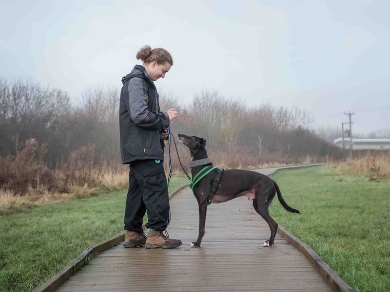 Dancer | Lurcher | Loughborough - 1