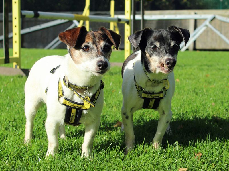 Jack Russells for sale in Liverpool