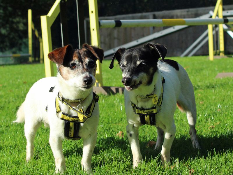 Jack Russell Puppies for sale in Liverpool