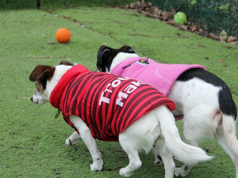 Jack Russells for sale in Liverpool, Merseyside