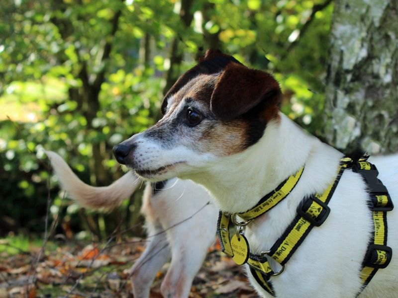 Jack Russells for sale in Liverpool, Merseyside