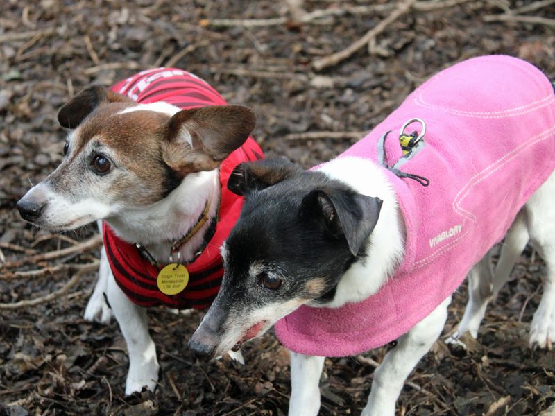 Jack Russell Puppies for sale