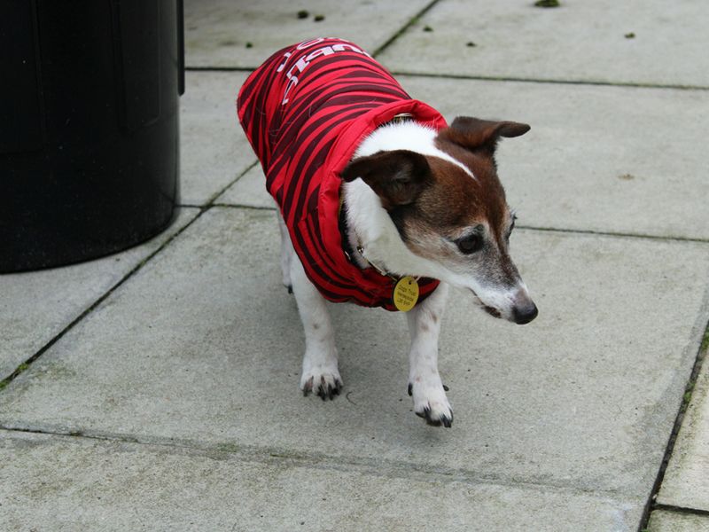 Jack Russell Puppies for sale in Merseyside