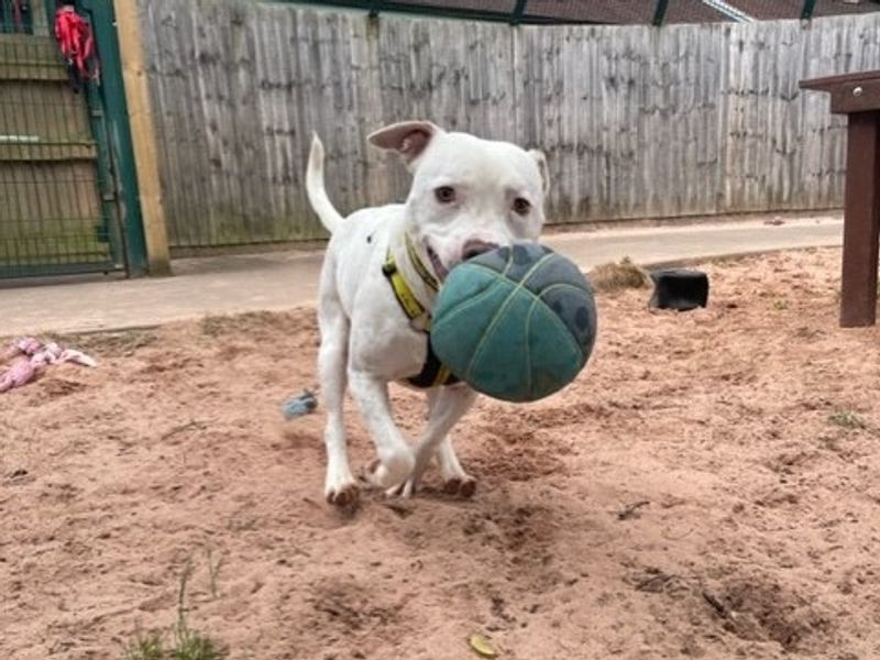 Pitbulls to store adopt near me