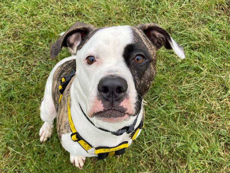 Isabella | American Bulldog | Loughborough - 1