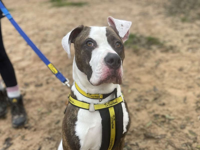 Ivy | American Bulldog | Loughborough - 1