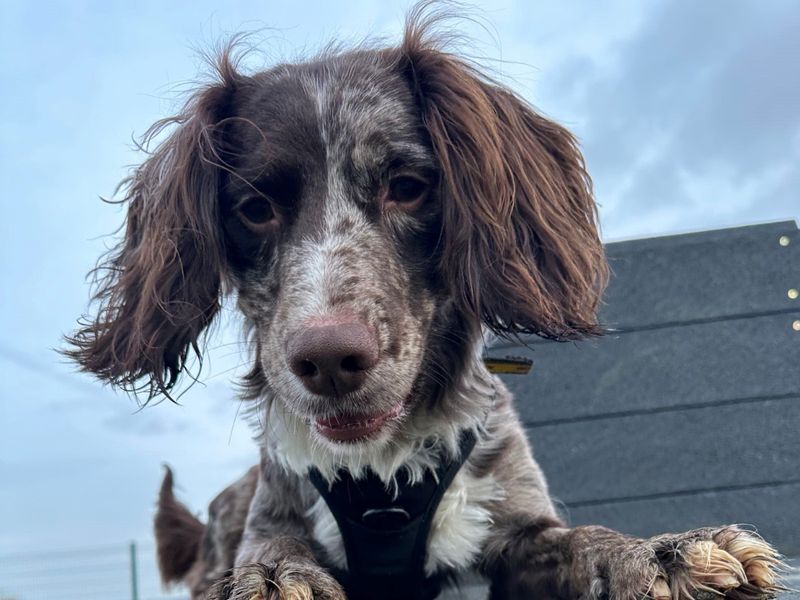 Monty | Spaniel (Cocker) Cross | Evesham (Worcestershire) - 1