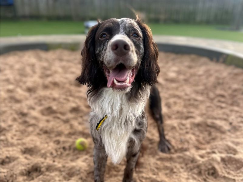 Cocker Spaniels for sale in Evesham, Worcestershire