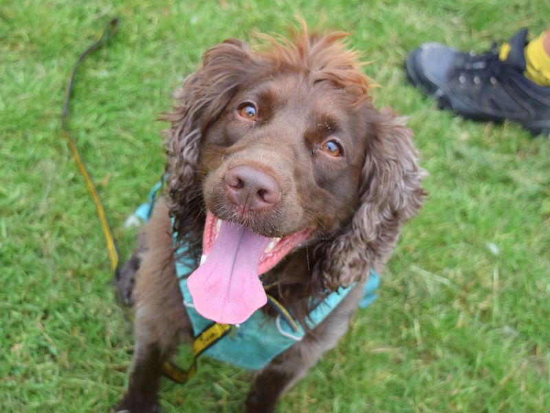 Cocker Spaniels for sale in Uxbridge, London