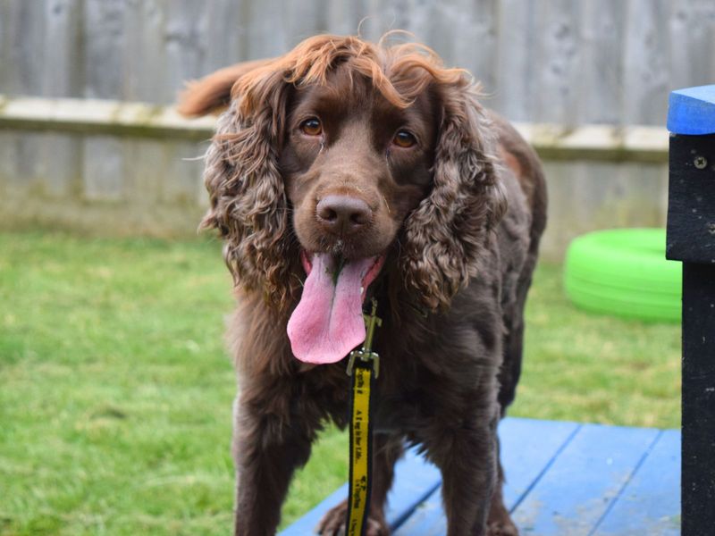 Cody for sale in Uxbridge, London