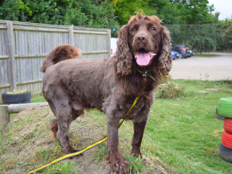 Cocker Spaniel Puppies for sale in London