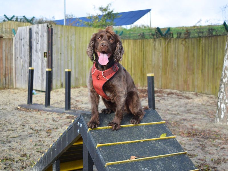 Cody | Spaniel (Cocker) Cross | Harefield West London - 1