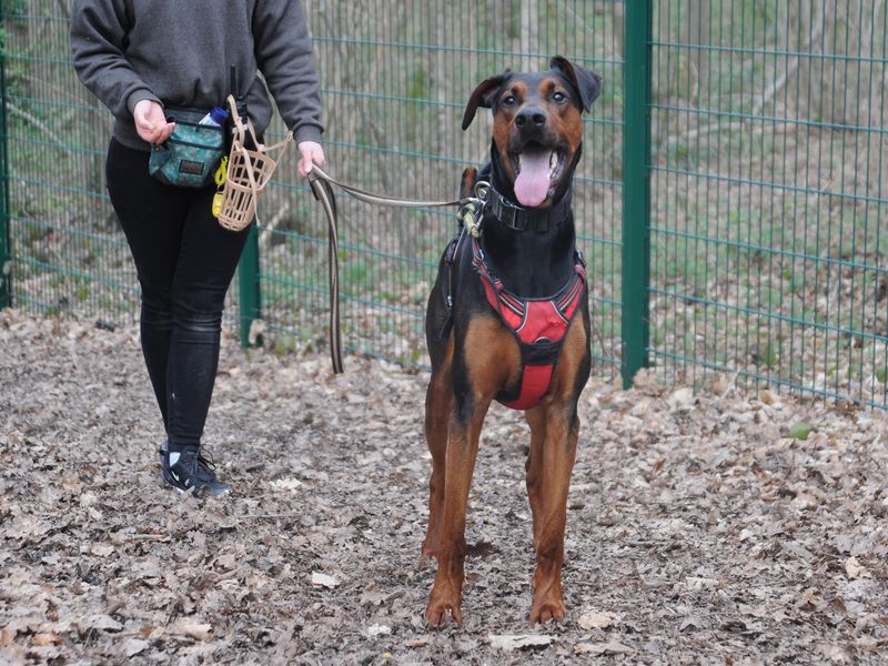 Hank for sale in Chestfield, Kent - Image 5