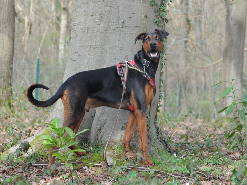 Hank | Dobermann Cross | Canterbury - 1