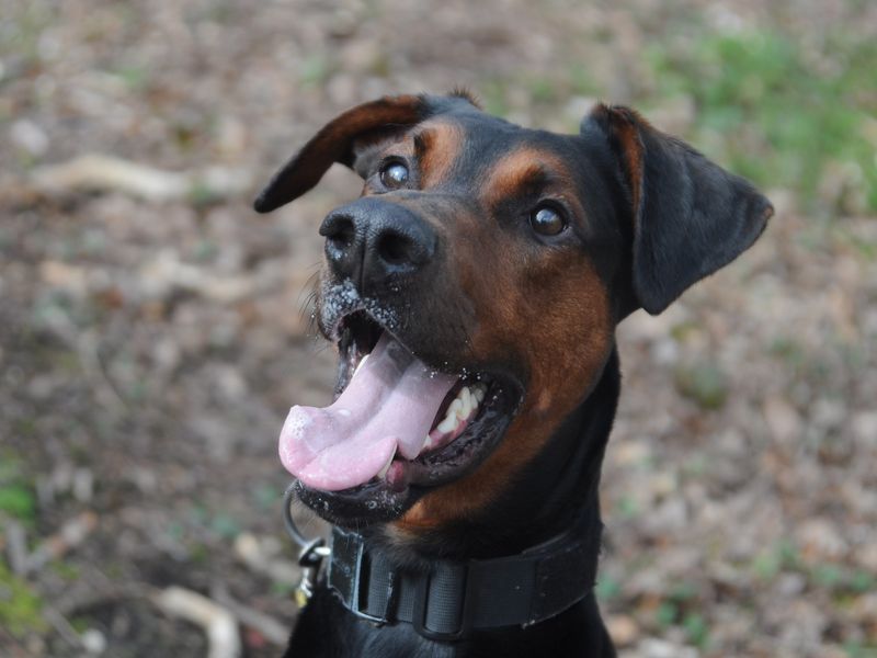 Doberman Puppies for sale