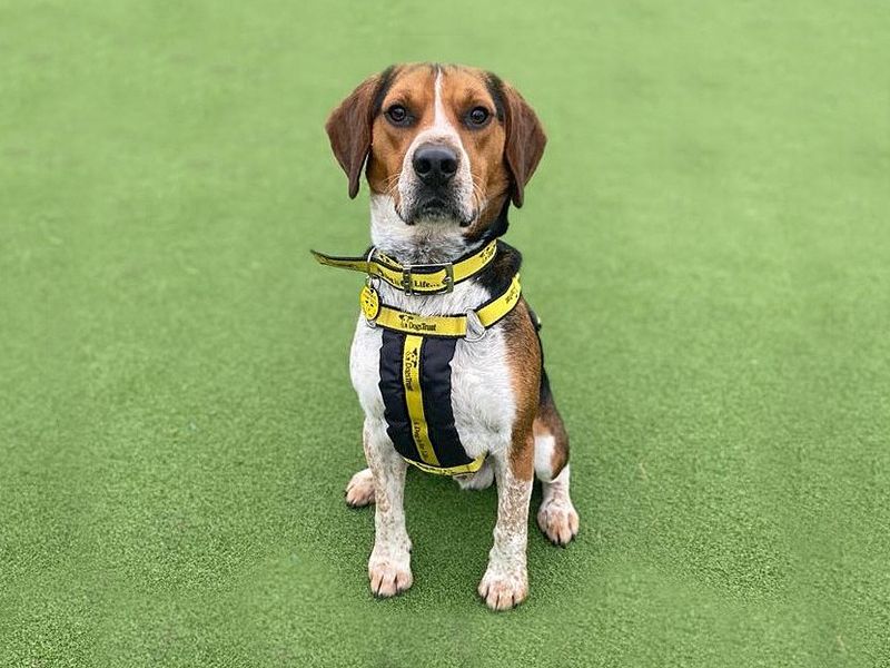 Beagle adoption 2024 near me