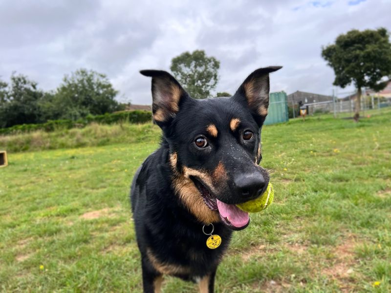 Snetterton clearance dog trust