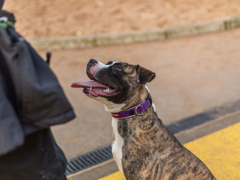 Rosie for sale in Manchester, Greater Manchester - Image 8