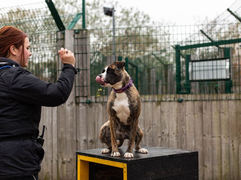 Rosie for sale in Manchester, Greater Manchester - Image 5