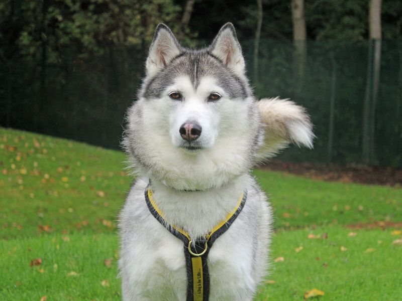 Meesha for sale in Liverpool, Merseyside