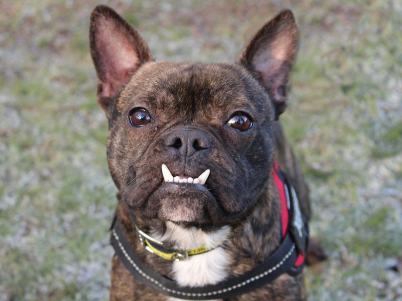 do french bulldogs have an underbite