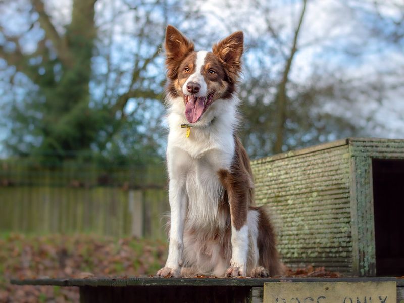 Dogs trust deals border collie