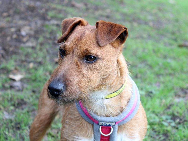 Jack Russell Puppies for sale in Merseyside