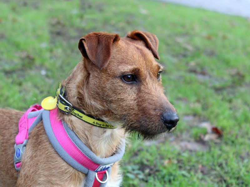 Jack Russell Puppies for sale