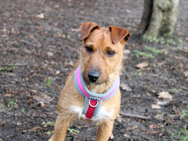 Jack Russells for sale in Liverpool, Merseyside