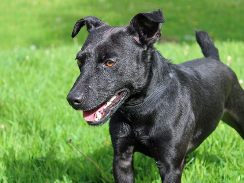 Patterdale terrier best sale near me