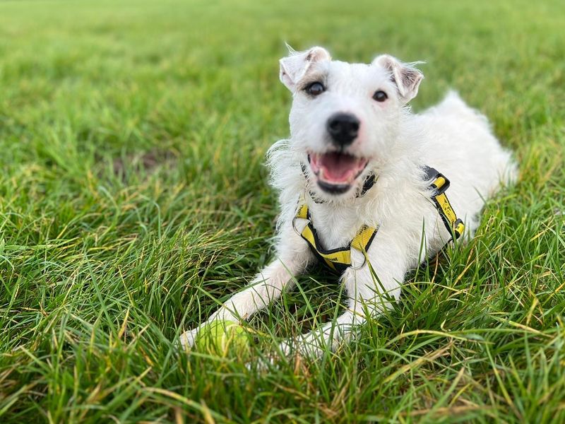 Jack Russell Puppies for sale