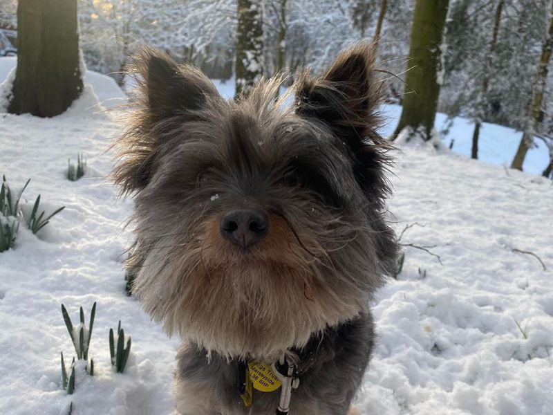 Yorkshire terrier sale rescue groups