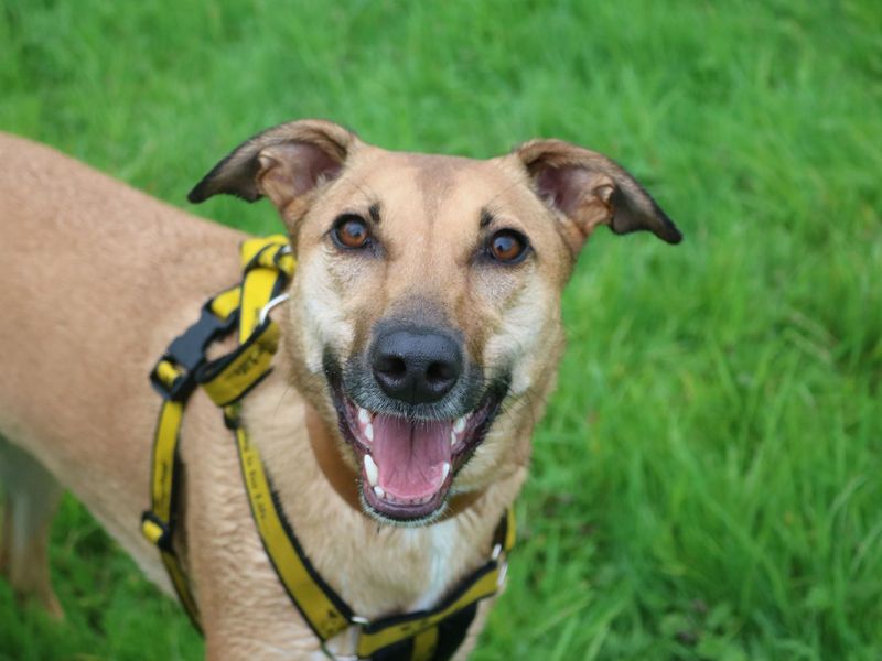 New dog listed for rescue at the Dogs Trust - Glasgow - Bree