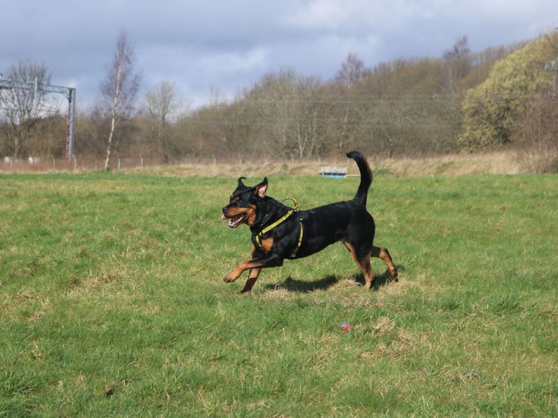 Heidi for sale in Glasgow, Scotland