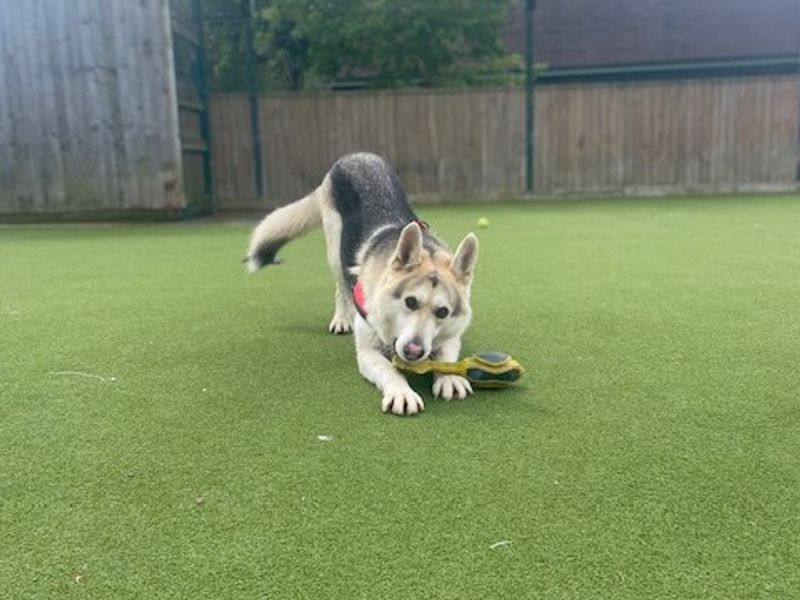 Buck for sale in Telford, Shropshire