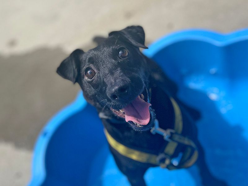 Percy | Terrier (Patterdale) | Canterbury - 1