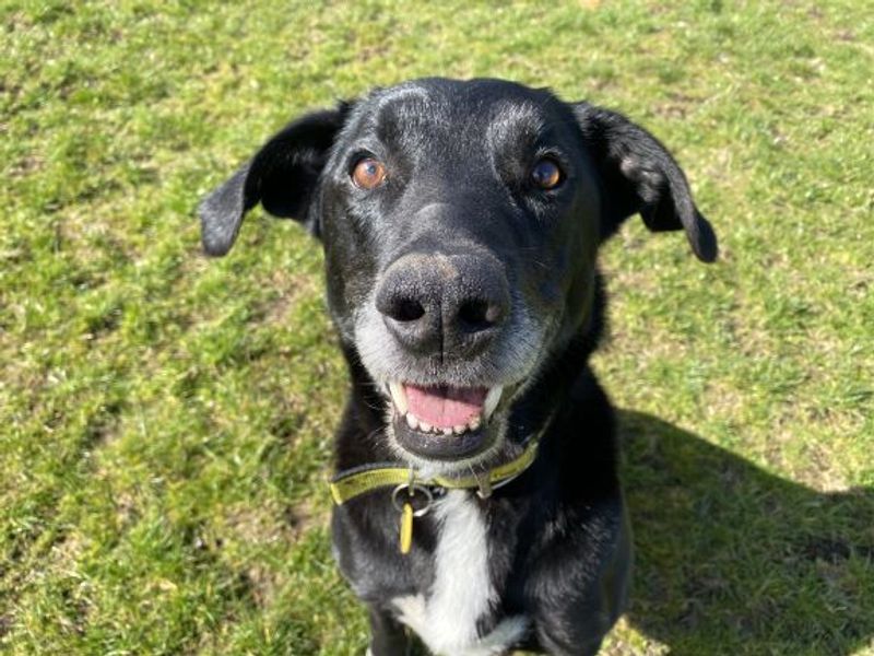 Jarvis - at the Dogs Trust - West Calder needs a new home ...