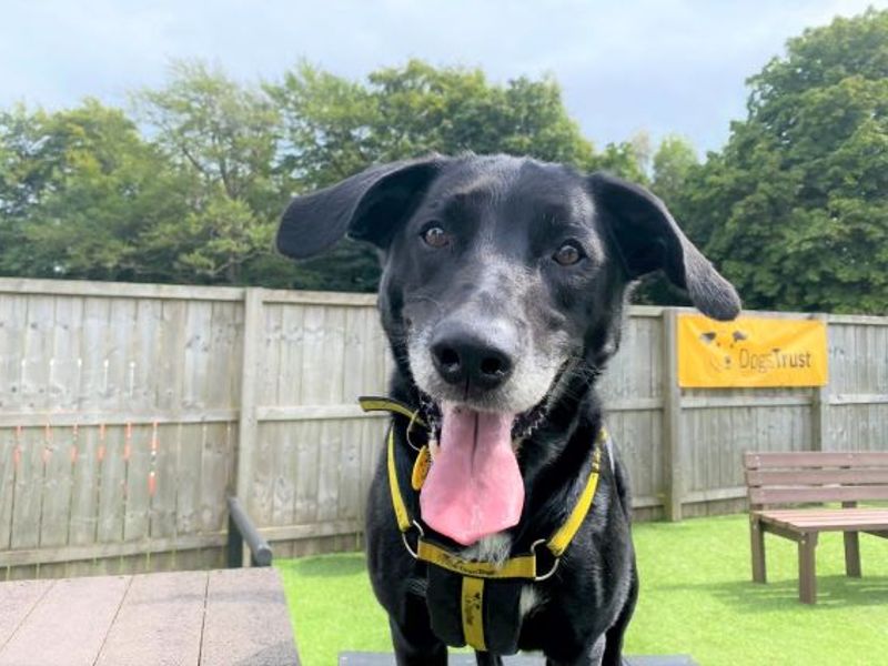 West calder dogs trust 2024 rehoming