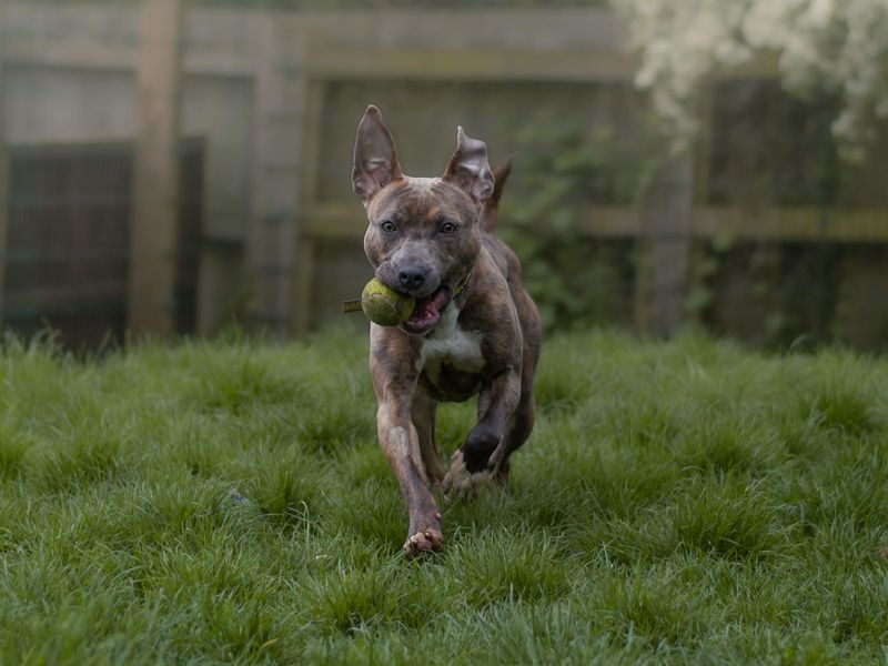 Mango | Terrier (Staffordshire Bull) Cross | Kenilworth (West Midlands) - 1