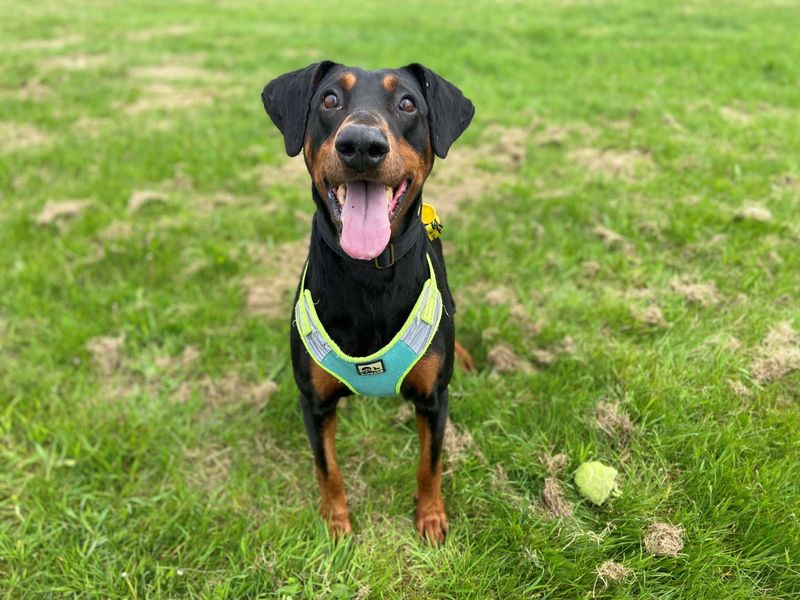 Doberman Puppies for sale in Scotland