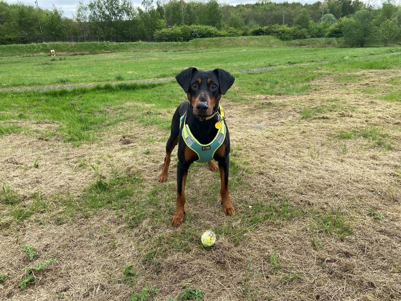 Dobermans for sale in Glasgow, Scotland