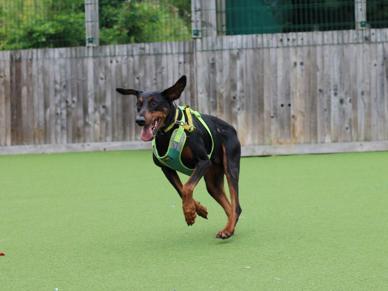 Doberman Puppies for sale