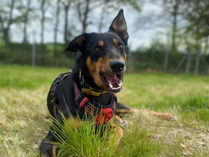 Olly | Collie (Border) Cross | Ballymena (Northern Ireland) - 1