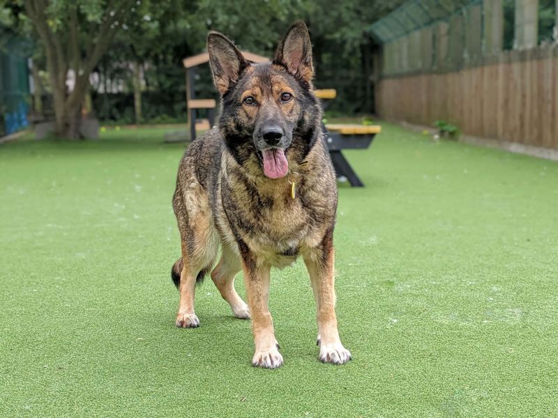 Barley | German Shepherd Dog | Glasgow - 1