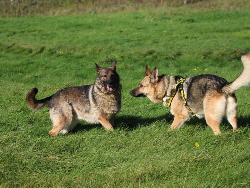 German Shepherd Puppies for sale