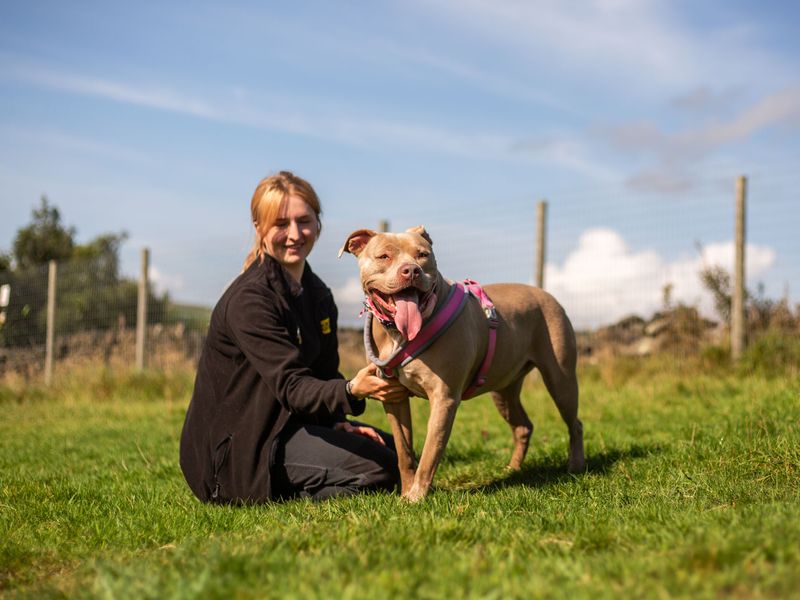 Staffordshire Bull Terriers for sale in Manchester, Greater Manchester