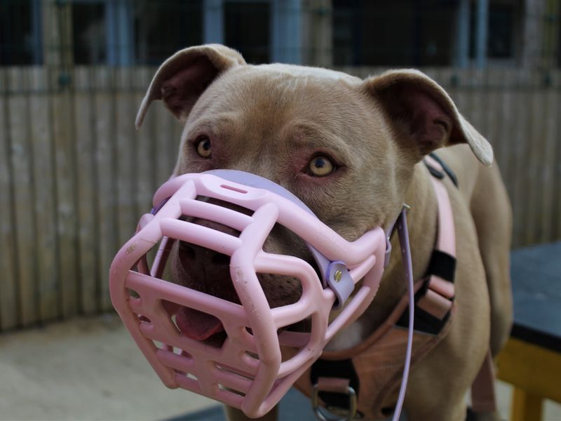 Staffie Puppies for sale in Greater Manchester